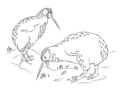 Little Spotted Kiwi Coloring Page